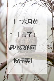 “六月黄”上市了！超小只的可按斤买