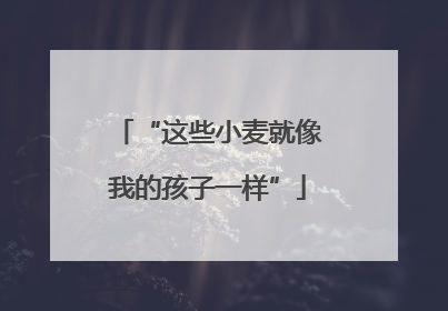 “这些小麦就像我的孩子一样”