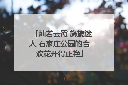 灿若云霞 旖旎迷人 石家庄公园的合欢花开得正艳
