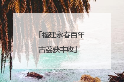 福建永春百年古荔获丰收