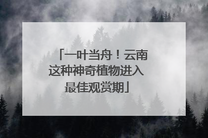 一叶当舟!云南这种神奇植物进入最佳观赏期