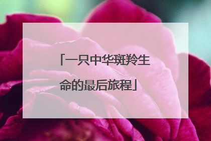 一只中华斑羚生命的最后旅程