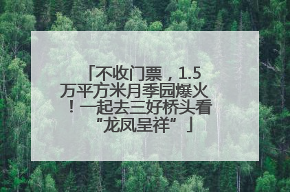 不收门票，1.5万平方米月季园爆火！一起去三好桥头看“龙凤呈祥”