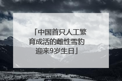 中国首只人工繁育成活的雌性雪豹迎来9岁生日