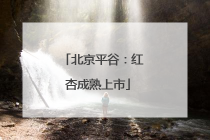 北京平谷：红杏成熟上市