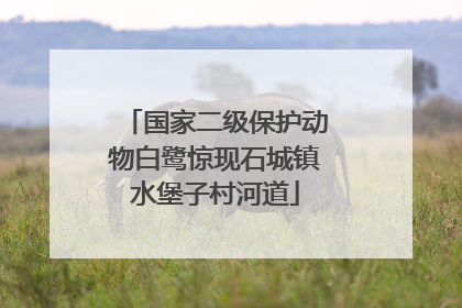 国家二级保护动物白鹭惊现石城镇水堡子村河道