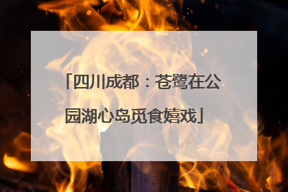 四川成都：苍鹭在公园湖心岛觅食嬉戏