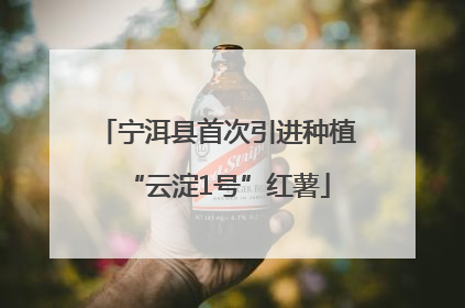 宁洱县首次引进种植“云淀1号”红薯