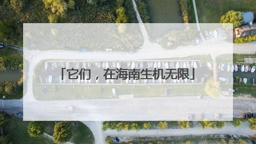 它们，在海南生机无限