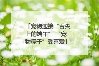 宠物迎接“舌尖上的端午” “宠物粽子”受喜爱