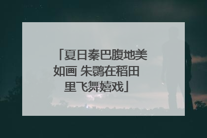 夏日秦巴腹地美如画 朱鹮在稻田里飞舞嬉戏