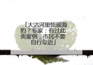 大沽河里惊现海豹？专家：有过此类案例，市民不要自行靠近