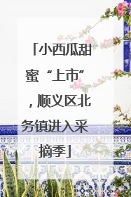 小西瓜甜蜜“上市”，顺义区北务镇进入采摘季