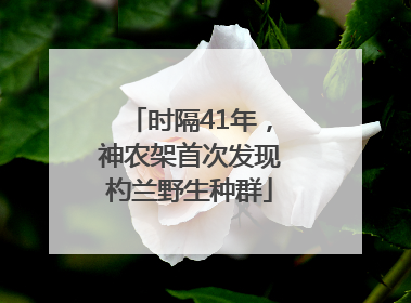 时隔41年，神农架首次发现杓兰野生种群