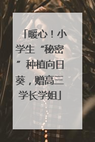 暖心！小学生“秘密”种植向日葵，赠高三学长学姐