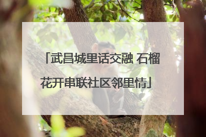 武昌城里话交融 石榴花开串联社区邻里情