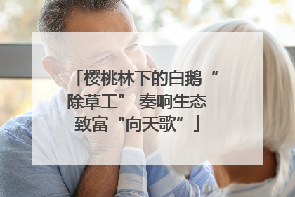 樱桃林下的白鹅“除草工” 奏响生态致富“向天歌”