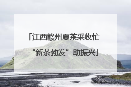 江西赣州夏茶采收忙 “新茶勃发”助振兴