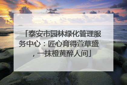 泰安市园林绿化管理服务中心：匠心育得萱草盛，一抹橙黄醉人间