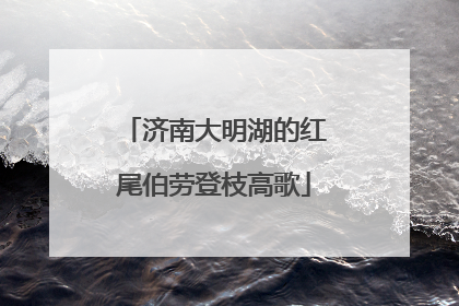 济南大明湖的红尾伯劳登枝高歌