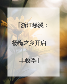 浙江慈溪：杨梅之乡开启丰收季