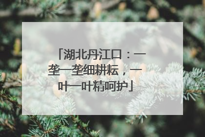湖北丹江口：一垄一垄细耕耘，一叶一叶精呵护