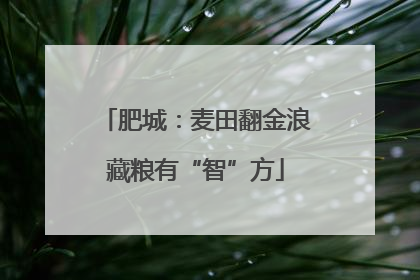 肥城：麦田翻金浪藏粮有“智”方