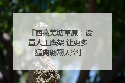 西藏羌塘草原：设置人工鹰架 让更多猛禽翱翔天空