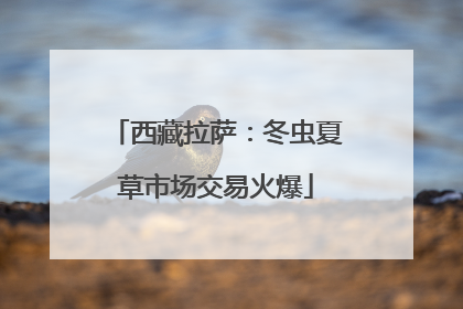 西藏拉萨：冬虫夏草市场交易火爆