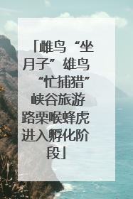 雌鸟“坐月子”雄鸟“忙捕猎” 峡谷旅游路栗喉蜂虎进入孵化阶段