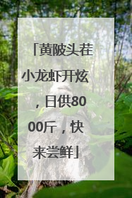 黄陂头茬小龙虾开炫，日供8000斤，快来尝鲜