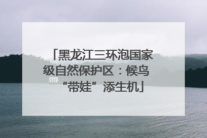 黑龙江三环泡国家级自然保护区：候鸟“带娃”添生机